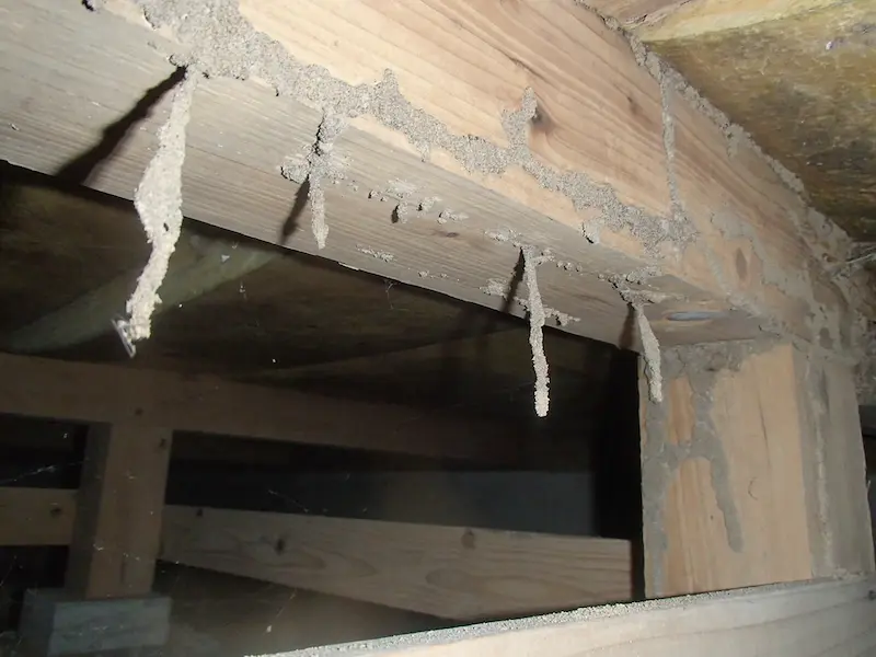 蟻道(ぎどう)の発見