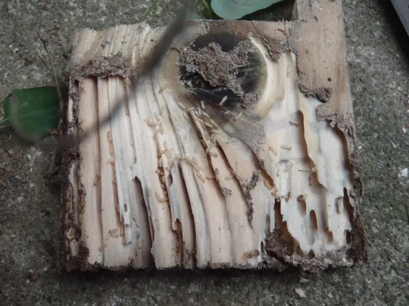 木材内部の空洞化