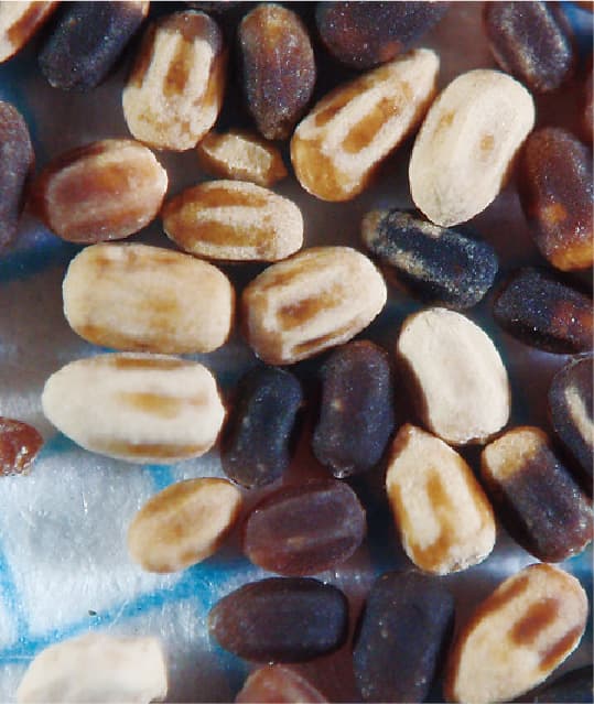 アメリカカンザイシロアリの糞粒