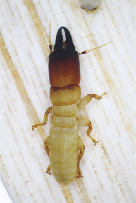 アメリカカンザイシロアリの兵蟻