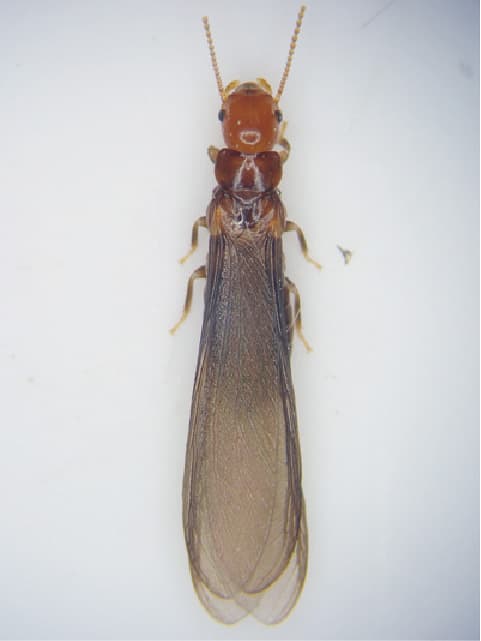 アメリカカンザイシロアリの有翅虫