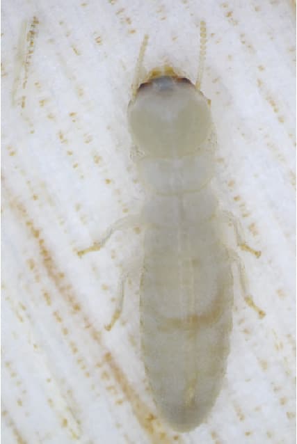 アメリカカンザイシロアリの擬職蟻