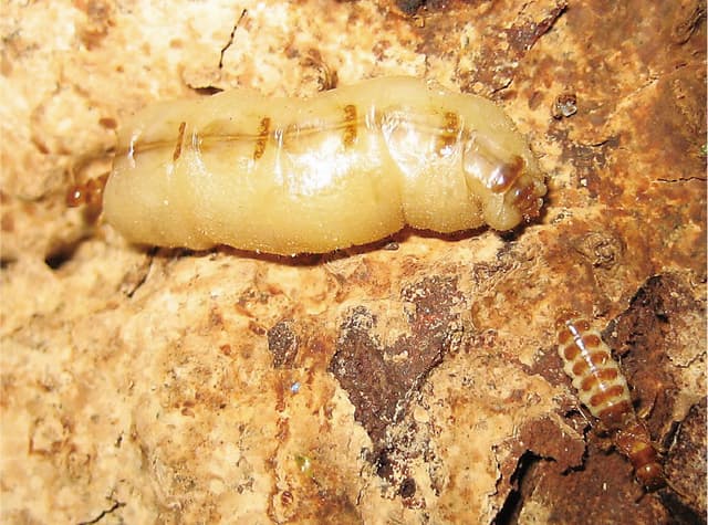 イエシロアリの女王アリと王アリ