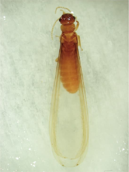 イエシロアリの有翅虫