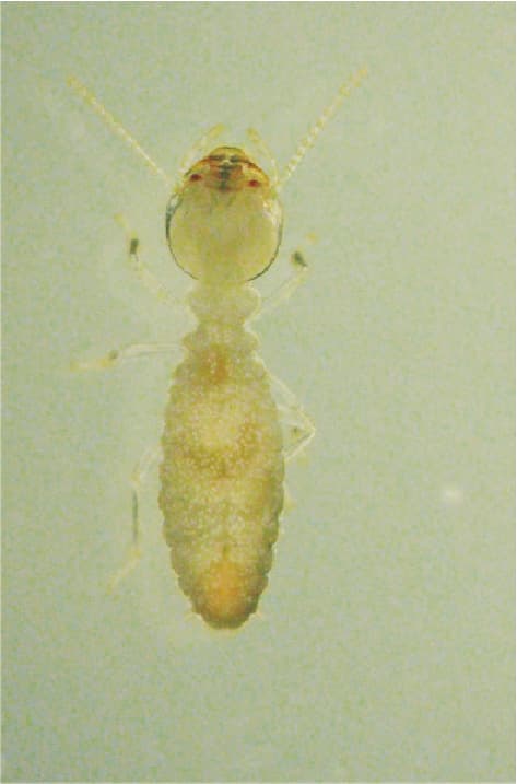 イエシロアリの職蟻