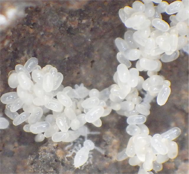 ヤマトシロアリの卵と幼虫