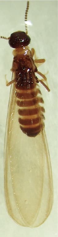 ヤマトシロアリの有翅虫