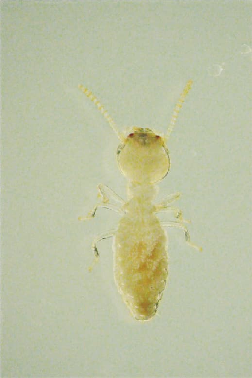 ヤマトシロアリの職蟻