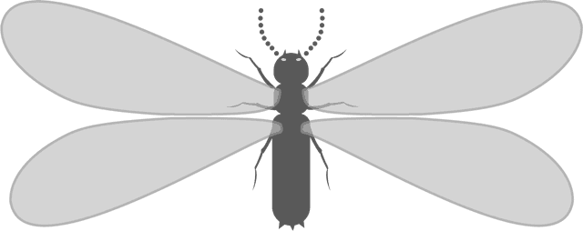 シロアリの羽アリ